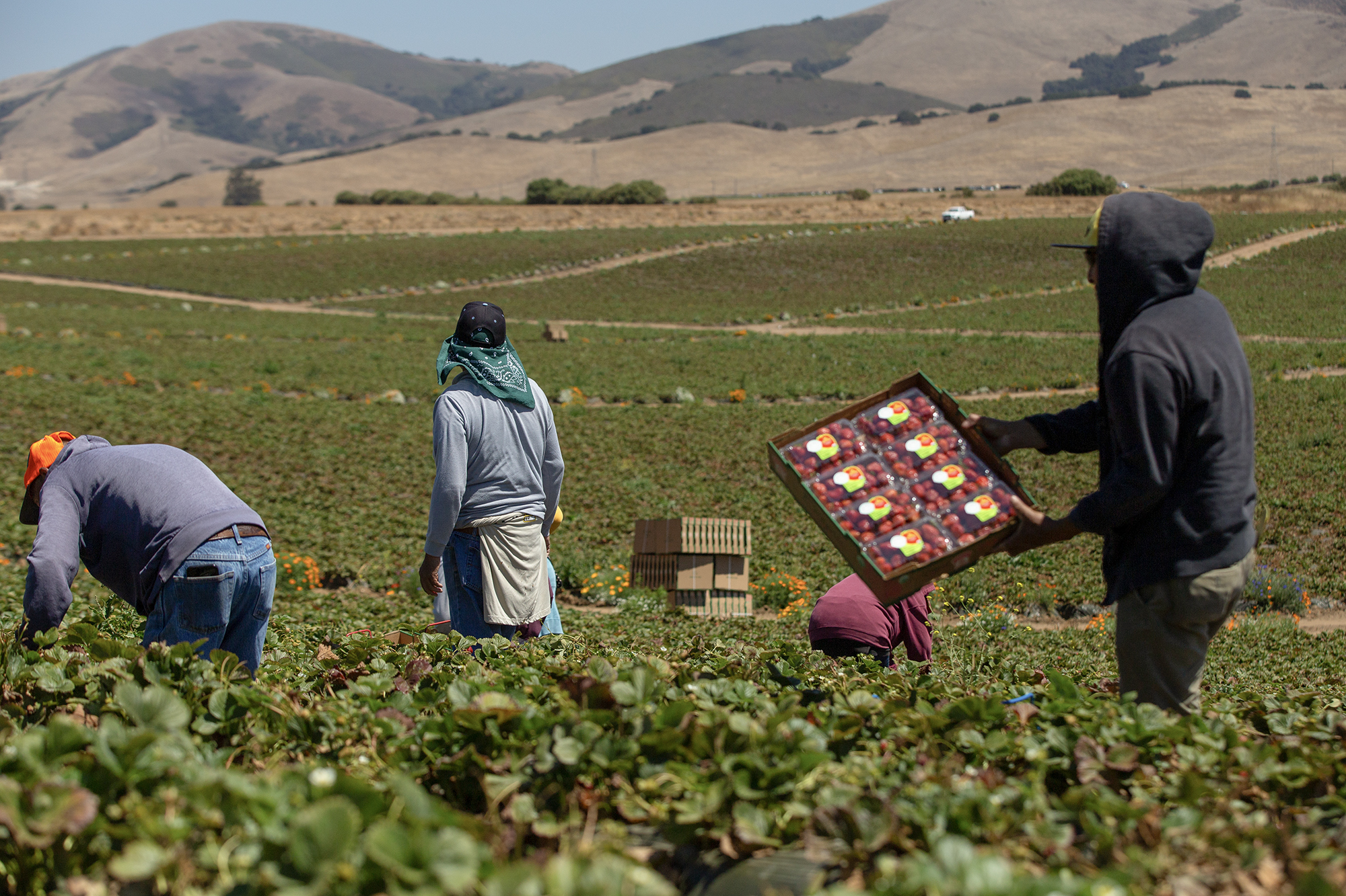 Farmworkers harvest strawberries in Salinas on Aug. 9, 2023. Photo by Semantha Norris, CalMatters